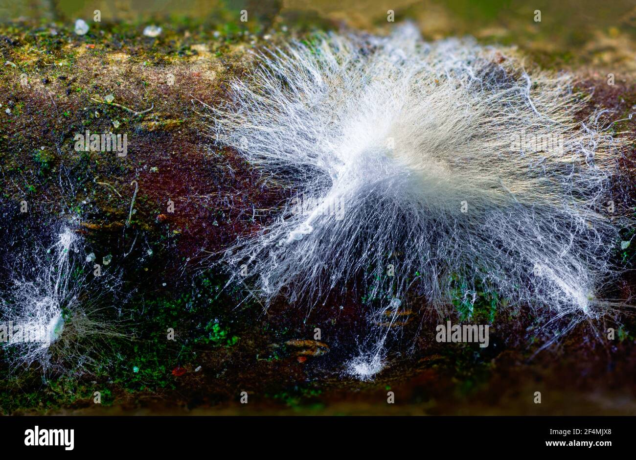 Fungus mycelium decaying wood Stock Photo Alamy