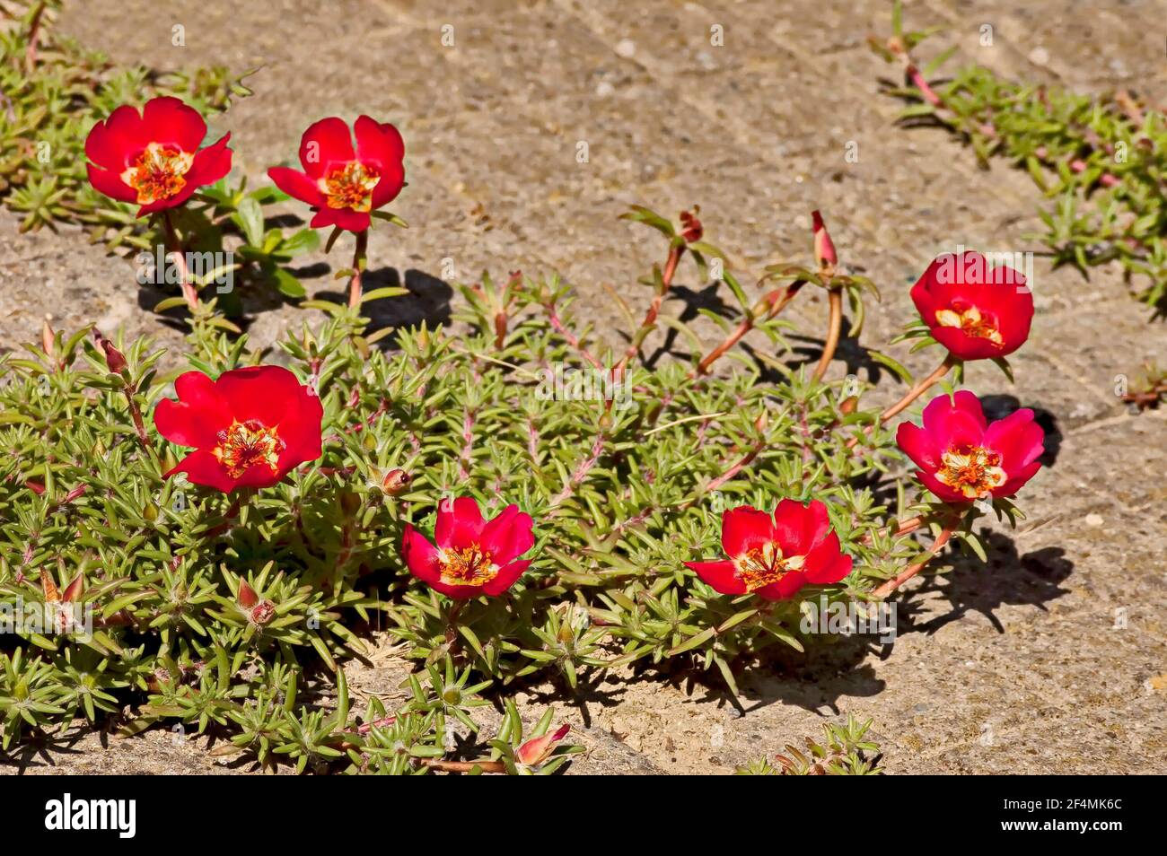 Portulaca Grandiflora Flowering Plant High Resolution Stock Photography And Images Alamy