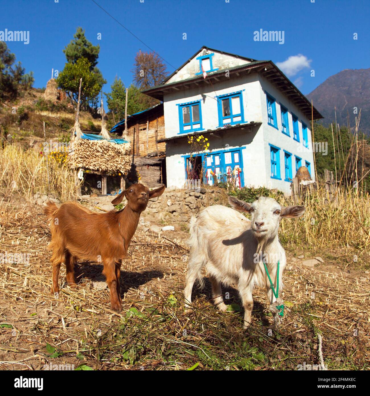 Two goats and house home building in Nepal, Khumbu valley, Solukhumbu, Nepal Himalayas mountains Stock Photo