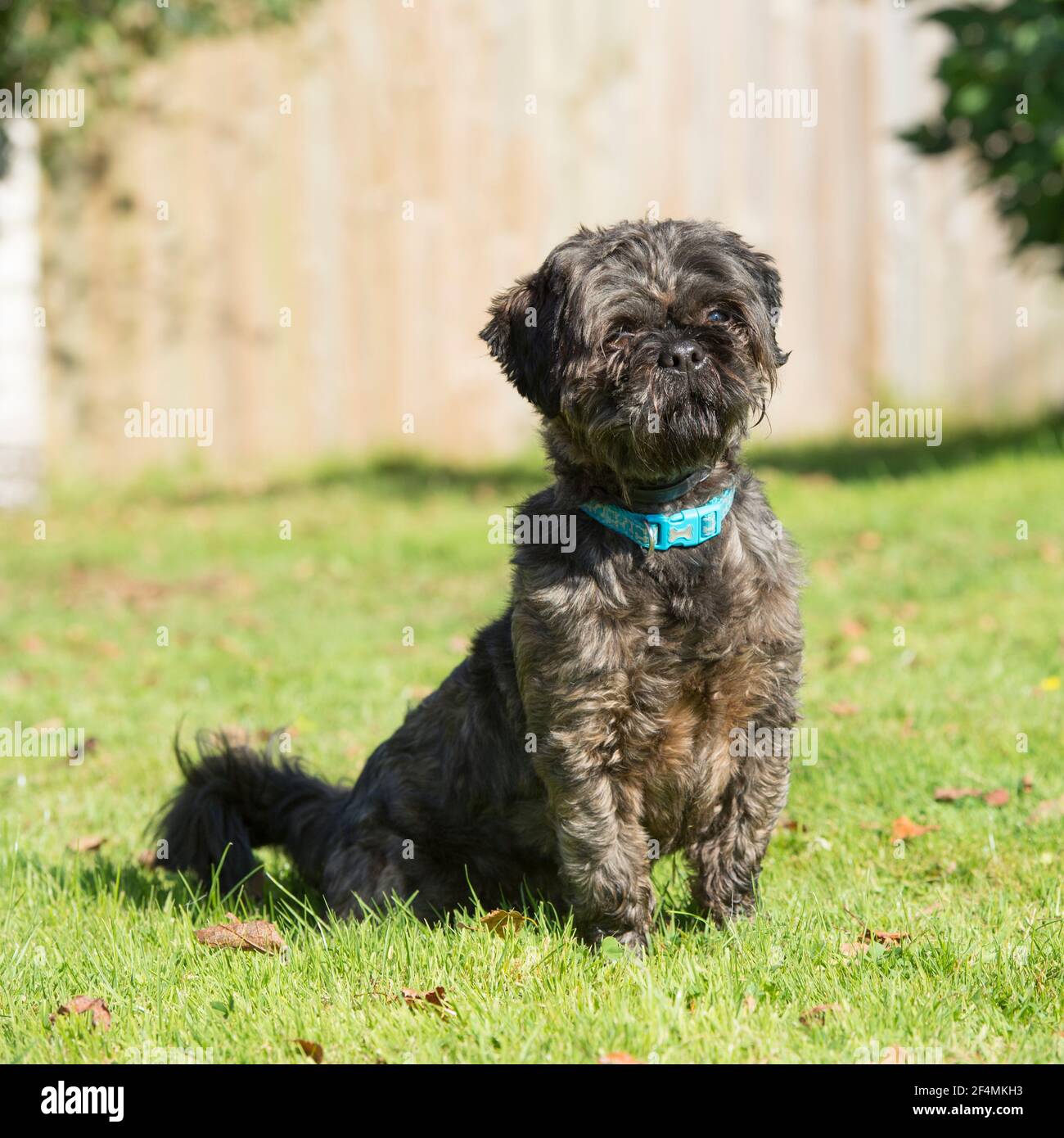 labradoodle dog sat in grass Stock Photo
