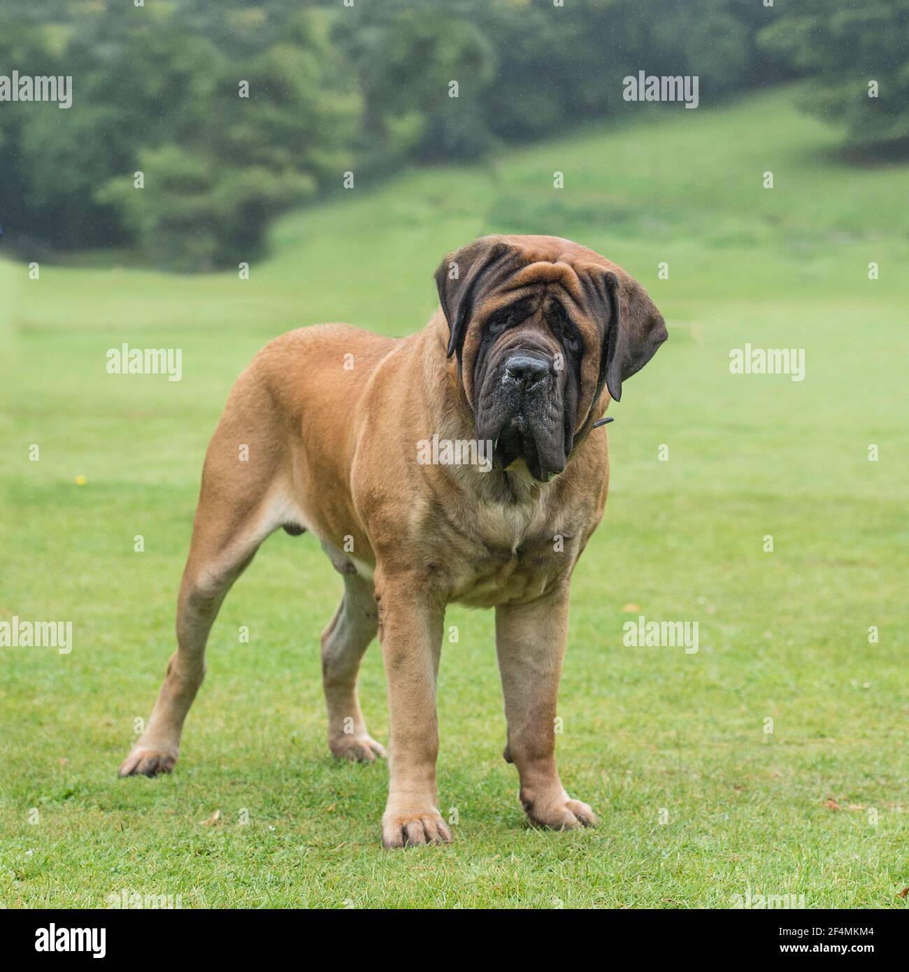 Apricot mastiff store
