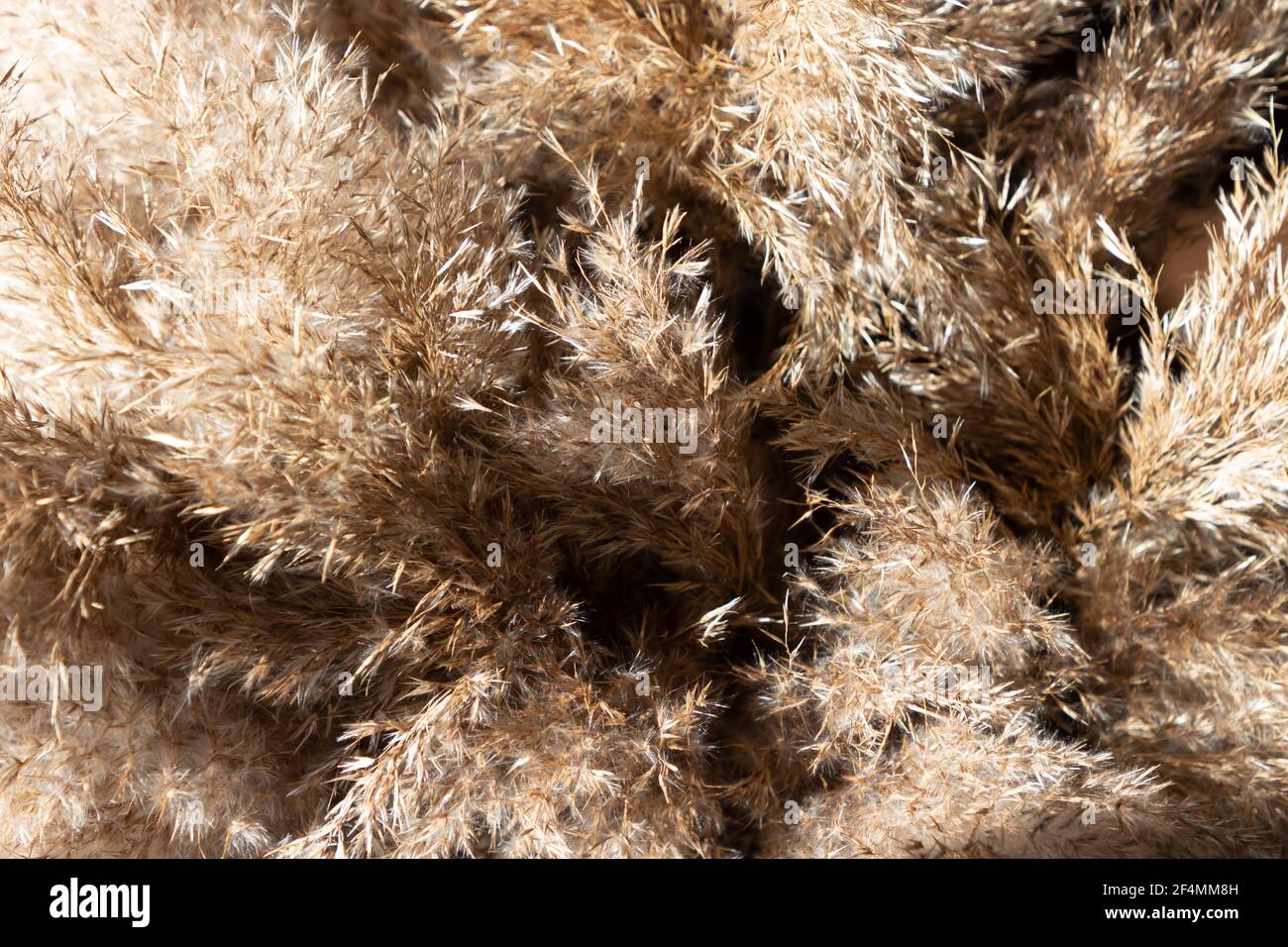 Fluffy Pampas grass beige background. Selective focus. Stock Photo