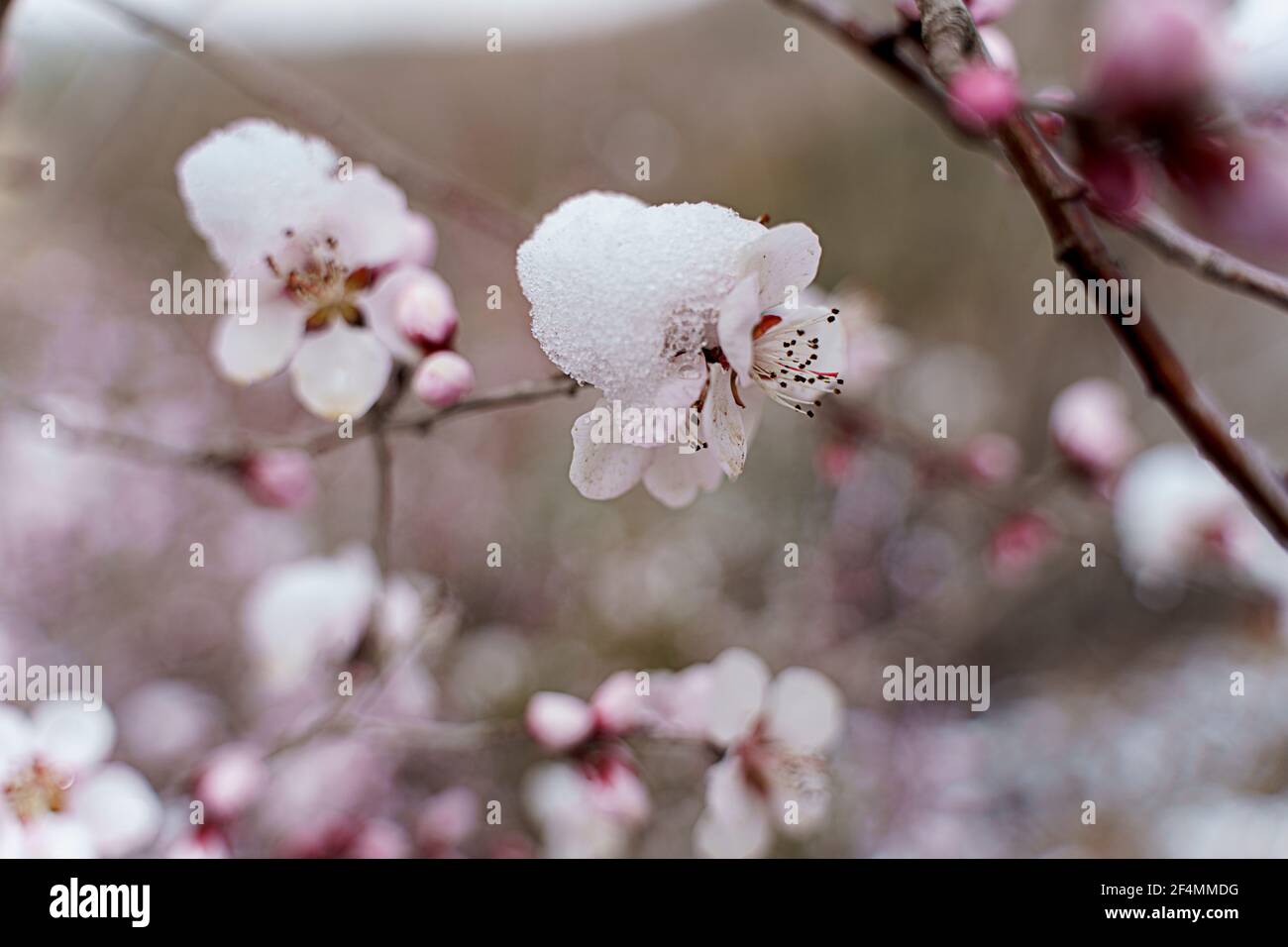 The peach bloom with snow on Stock Photo Alamy