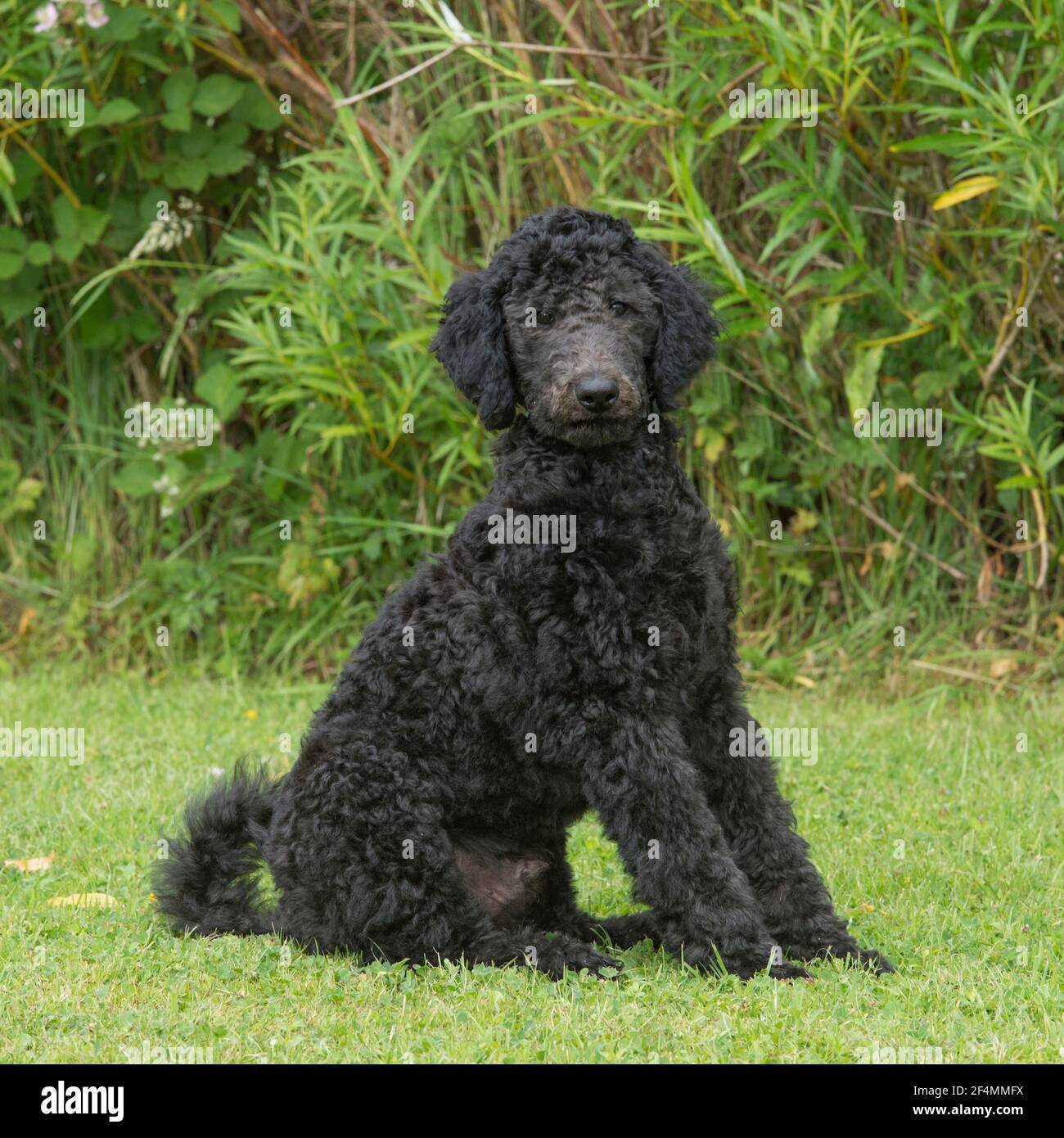 standard poodle puppy Stock Photo