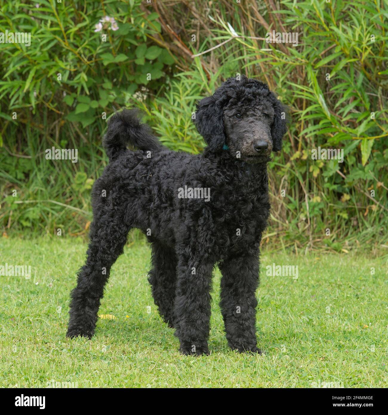 standard poodle puppy Stock Photo