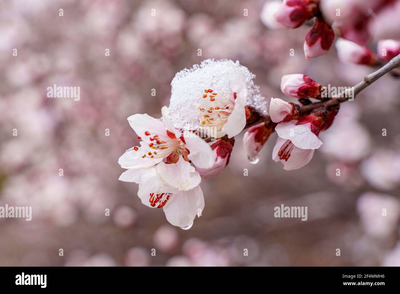 The peach bloom with snow on Stock Photo Alamy