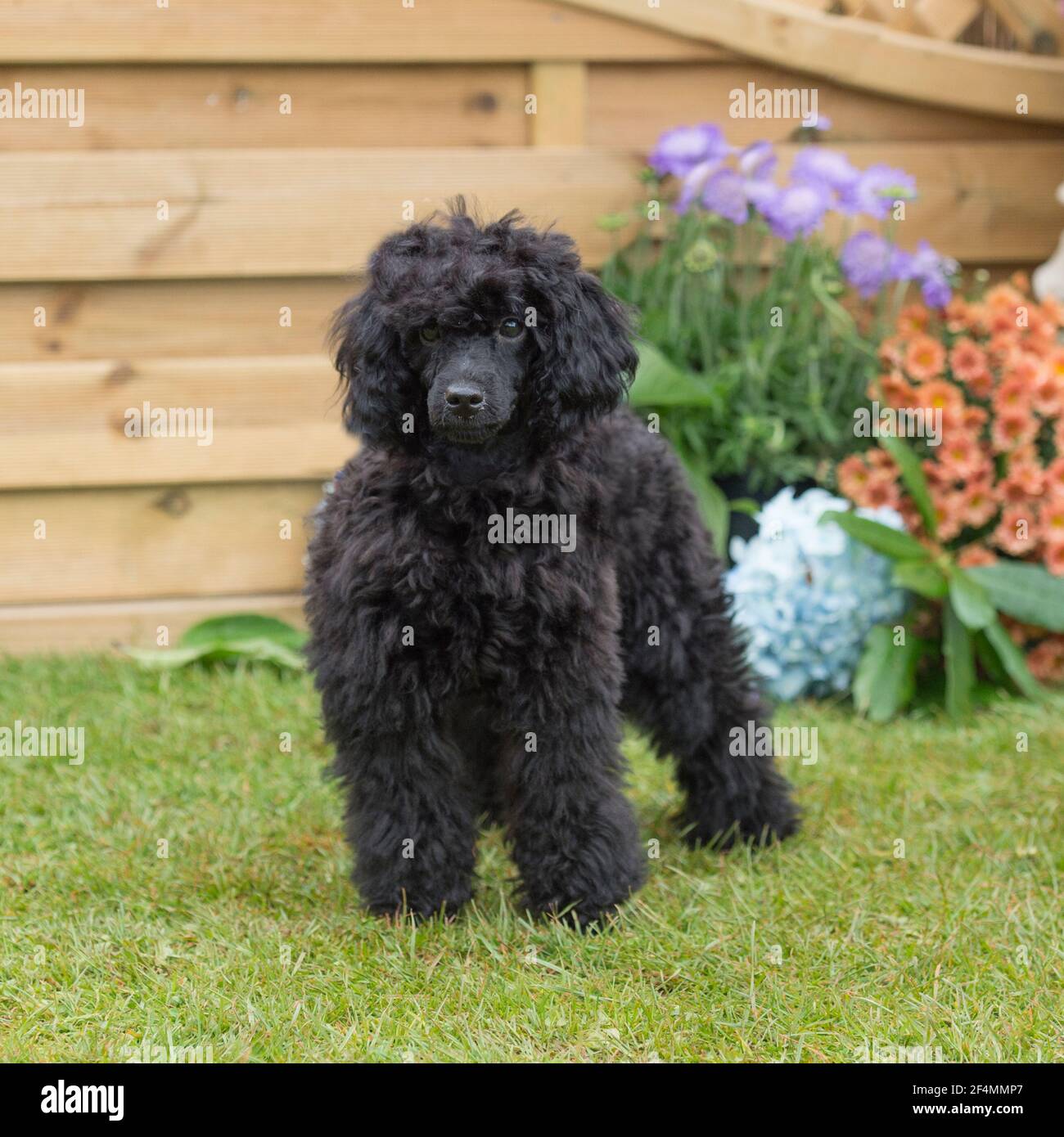 black toy poodle Stock Photo
