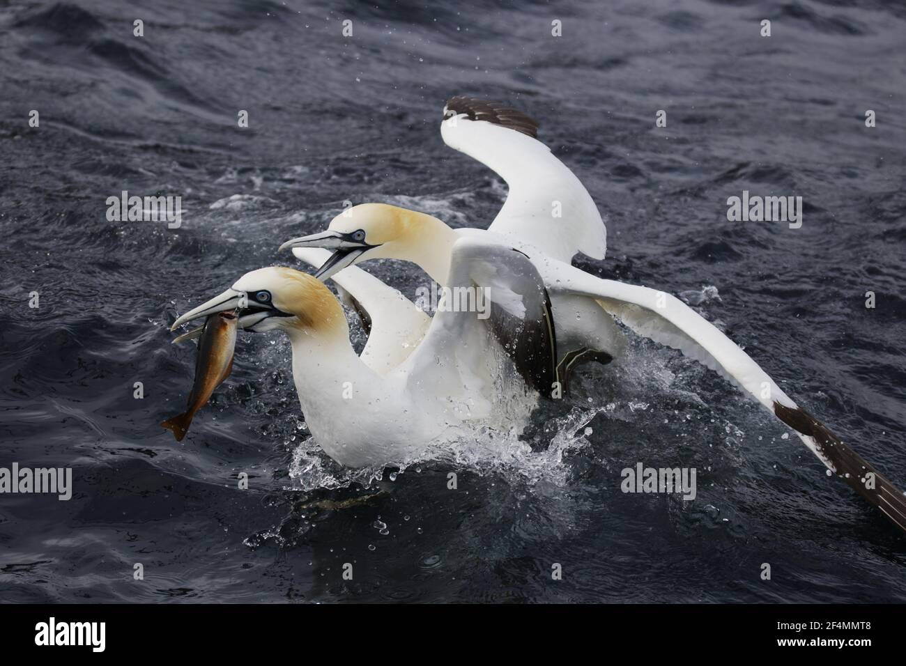 Gannet - competeing for fish at seaSula bassana Shetland, UK BI023714 Stock Photo