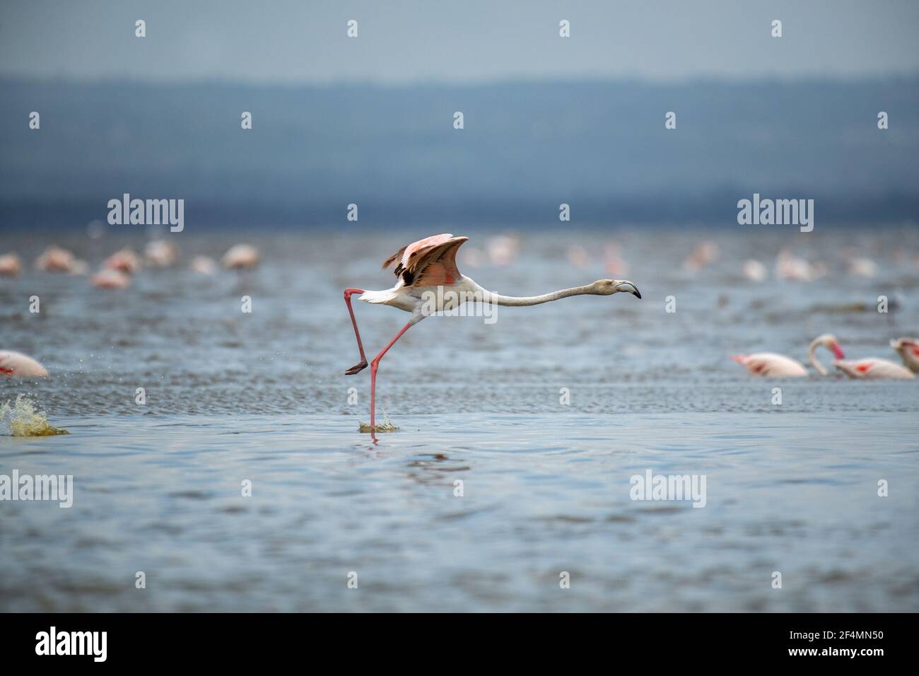 Greater Flamingo (Phoenicopterus roseus) with open wings running on water at lake nakuru, Kenya with thousands of Lesser flamingo in background Stock Photo