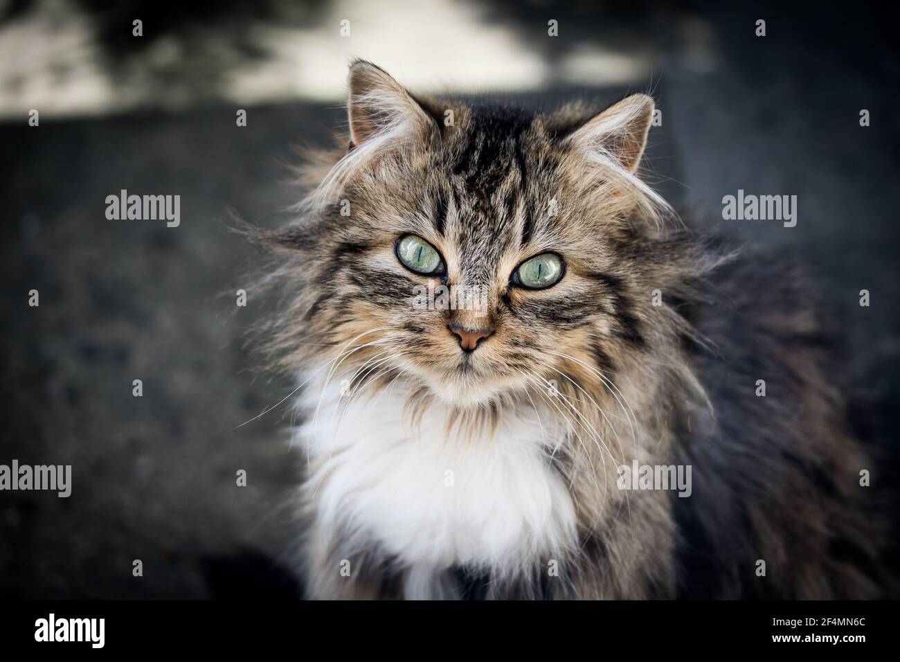 Female long haired cat hi-res stock photography and images - Alamy