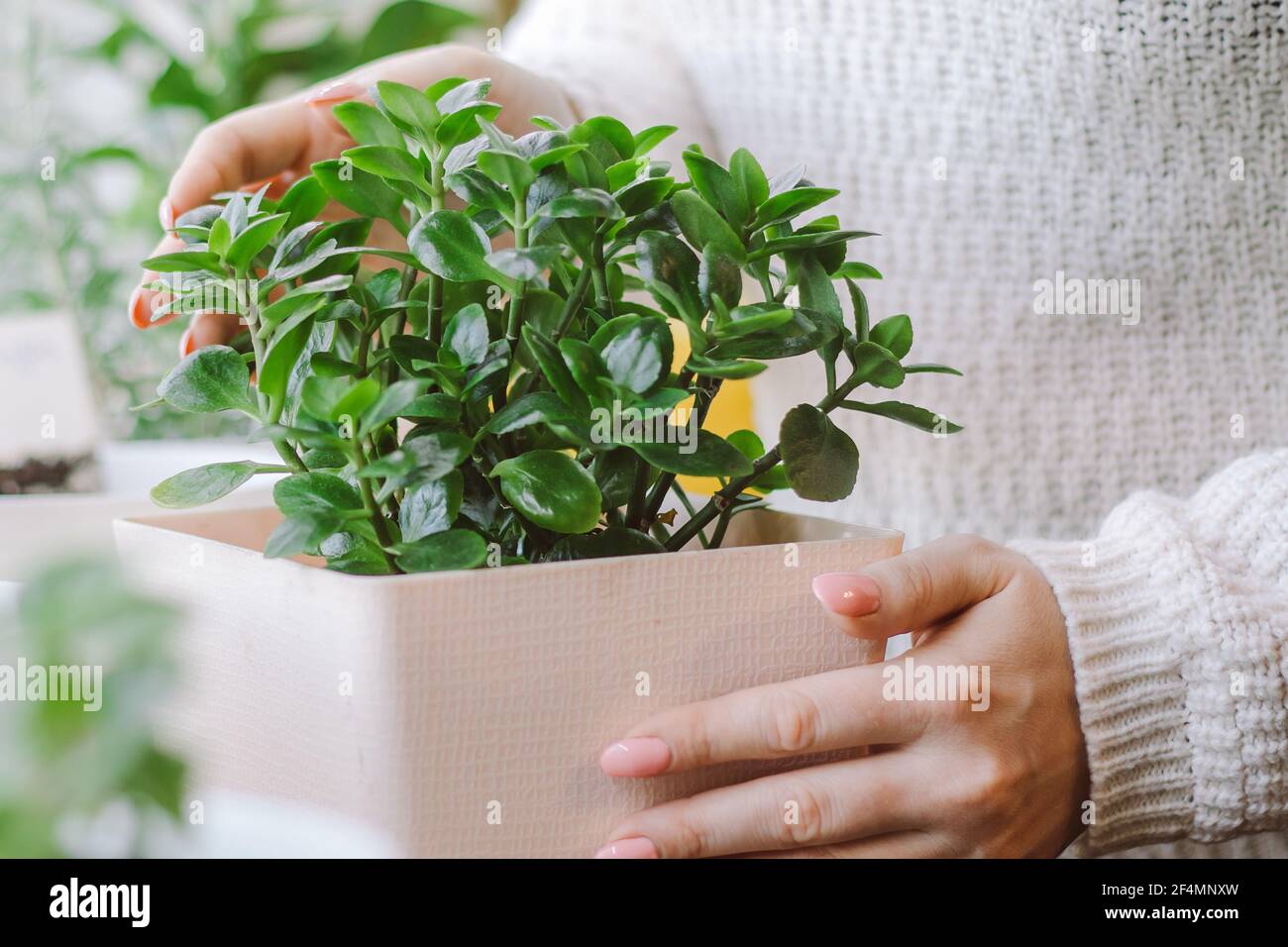 Woman holds pot with home plant in her hands. Eco-friendly lifestyle. Home gardening concept. Growing potted flowers. Stock Photo
