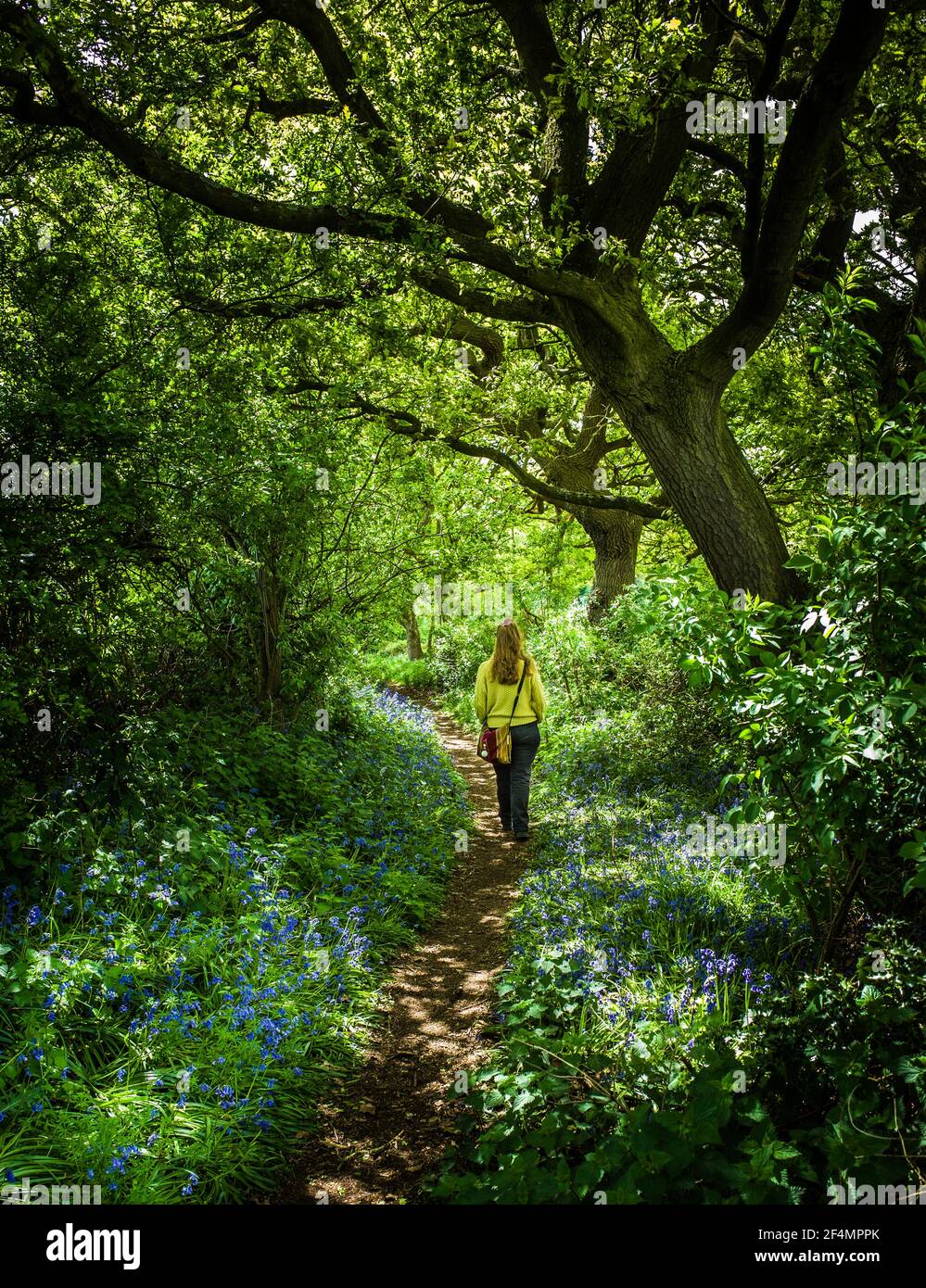 A lone female walks along a pathway through beautiful woodland in Spring. Stock Photo