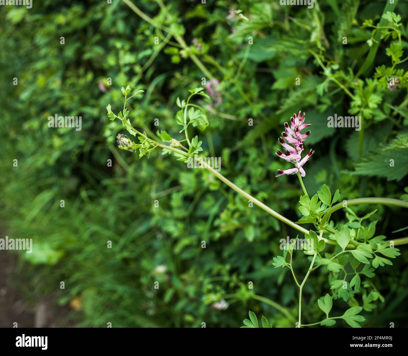 Pink Vetch flower growing wild in a hedgerow. Stock Photo