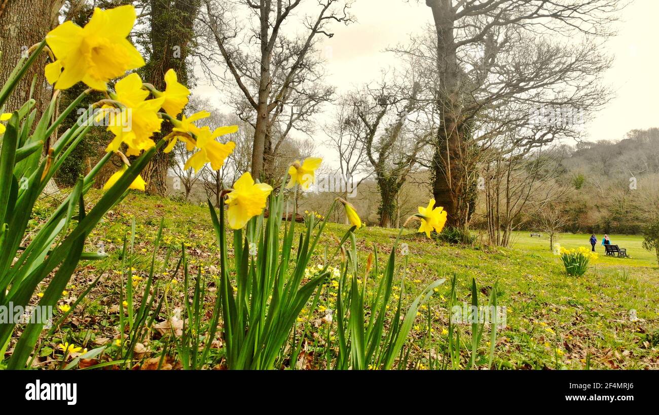 The first display of sunny yellow daffodils against a carpet of