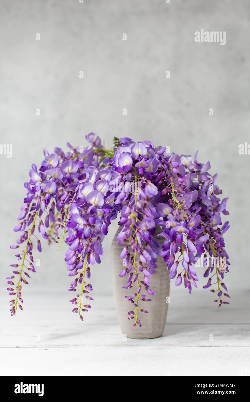 ceropegia variegata Variegated String of Hearts For Sale main image 1