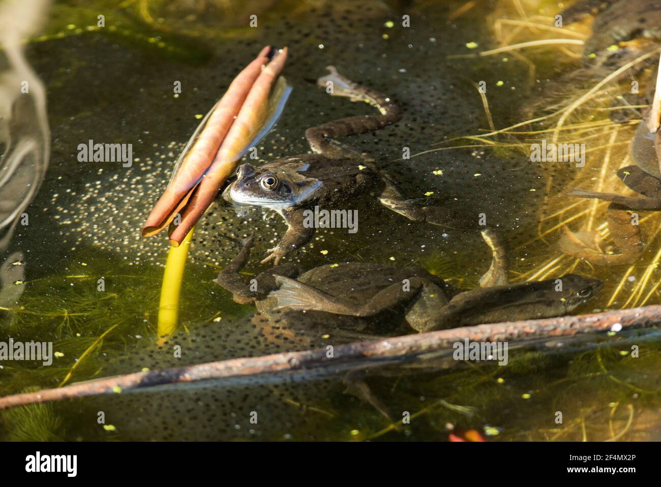 In early spring the Common Frog leaves its winter hibernation den and ...