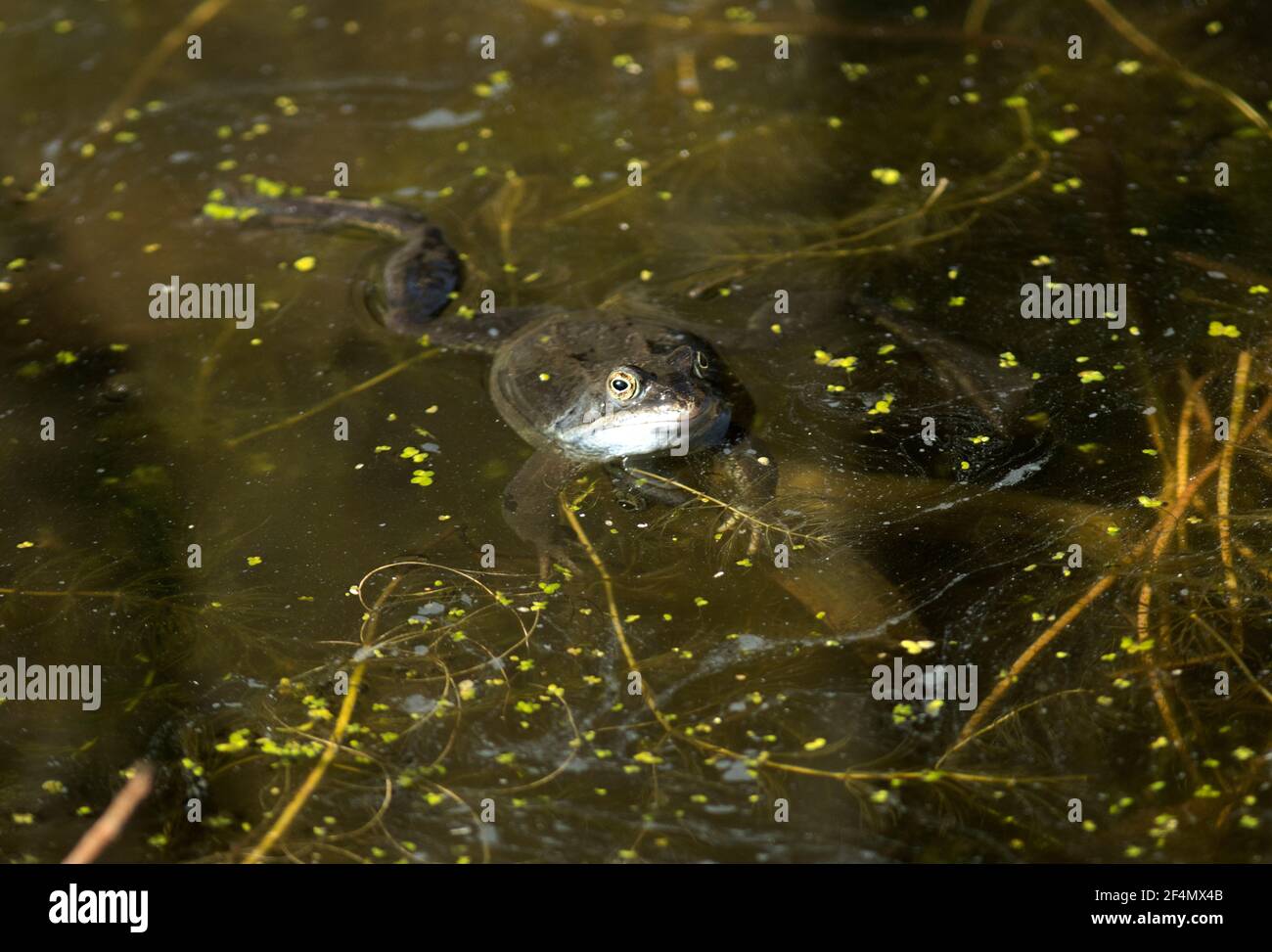 In early spring the Common Frog leaves its winter hibernation den and ...