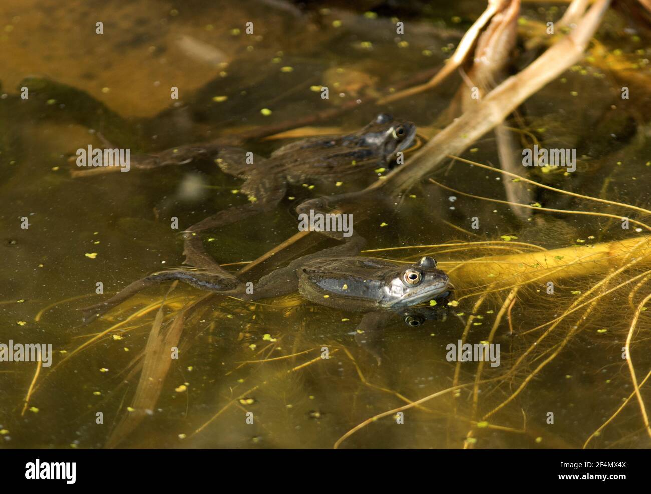 In early spring the Common Frog leaves its winter hibernation den and ...