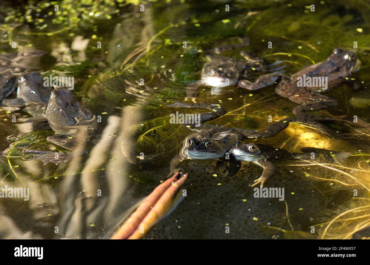 In early spring the Common Frog leaves its winter hibernation den and ...