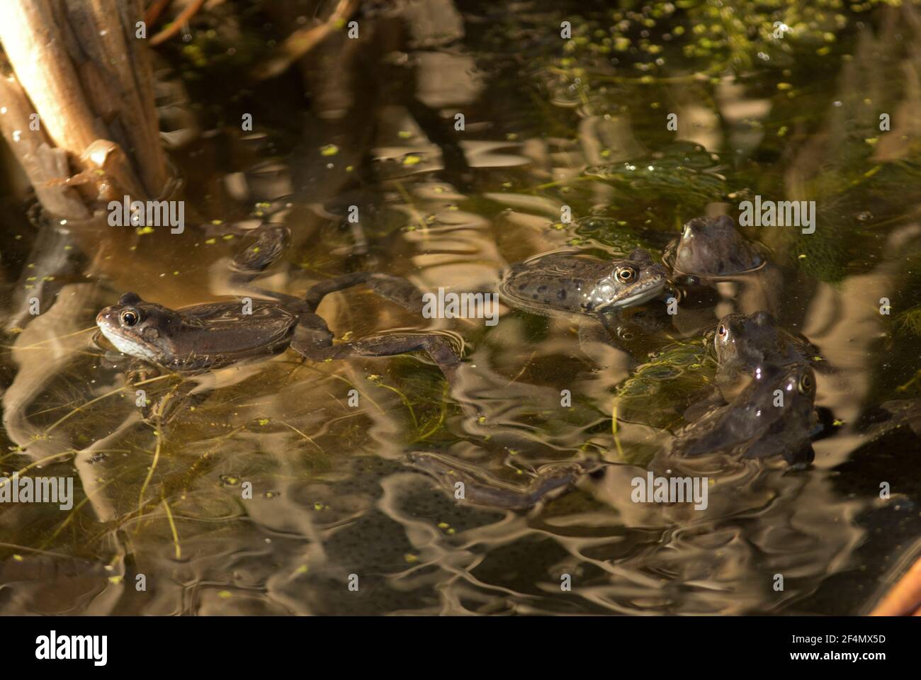 In early spring the Common Frog leaves its winter hibernation den and ...