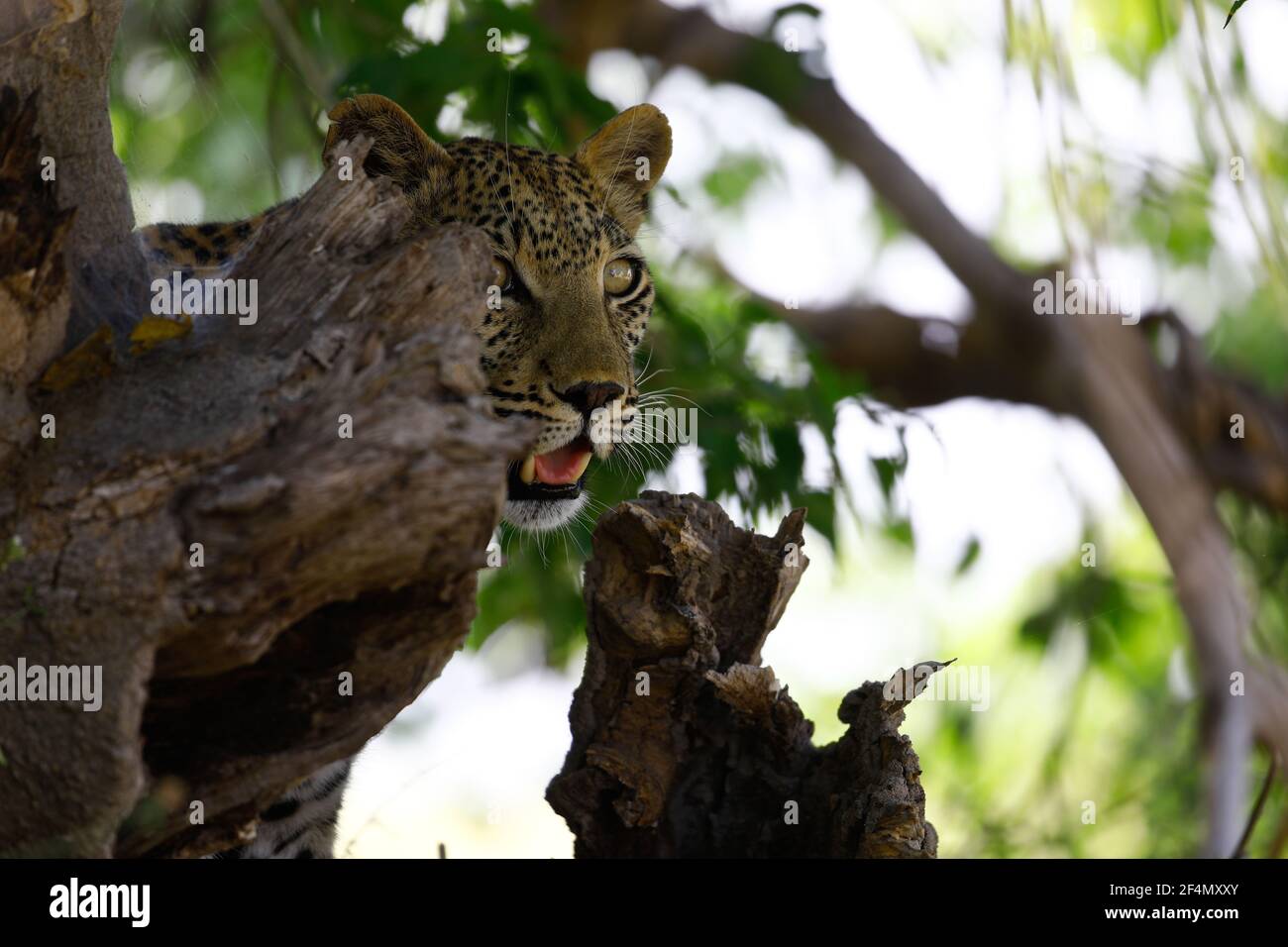 Leopard im Baum beim Beobachten Stock Photo
