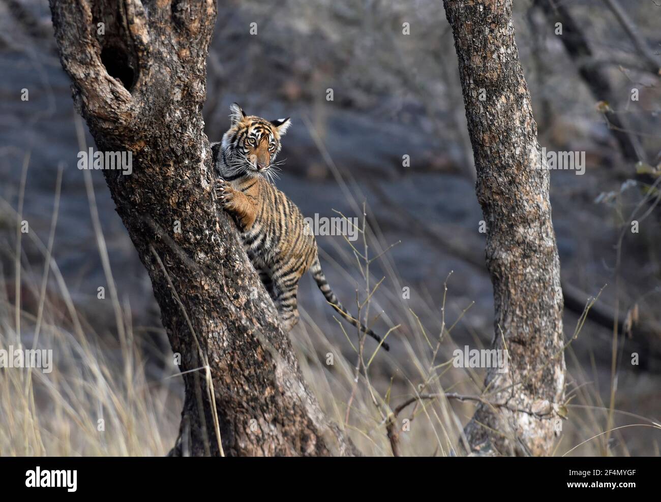 Bengal Tiger cub climbing tree in Ranthambhore, India Stock Photo Alamy