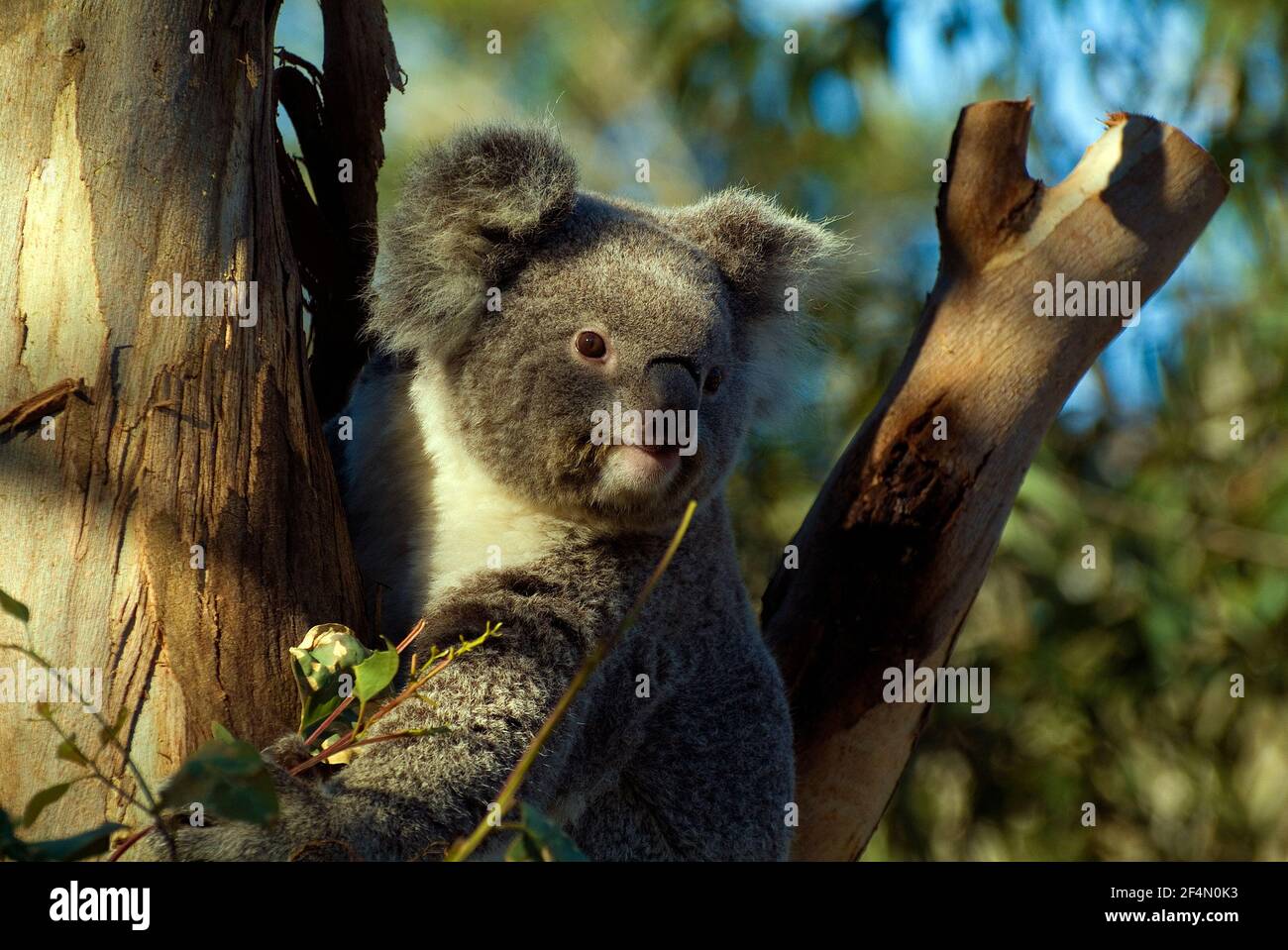 Australia, Koala bear in tree Stock Photo
