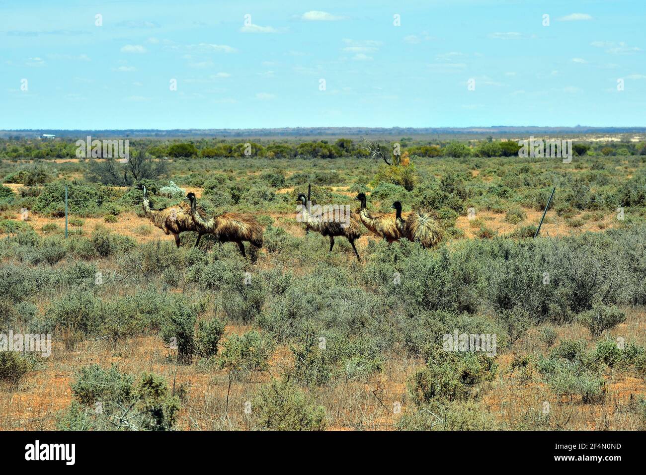 Australia, group of Emu birds in Australians outback Stock Photo