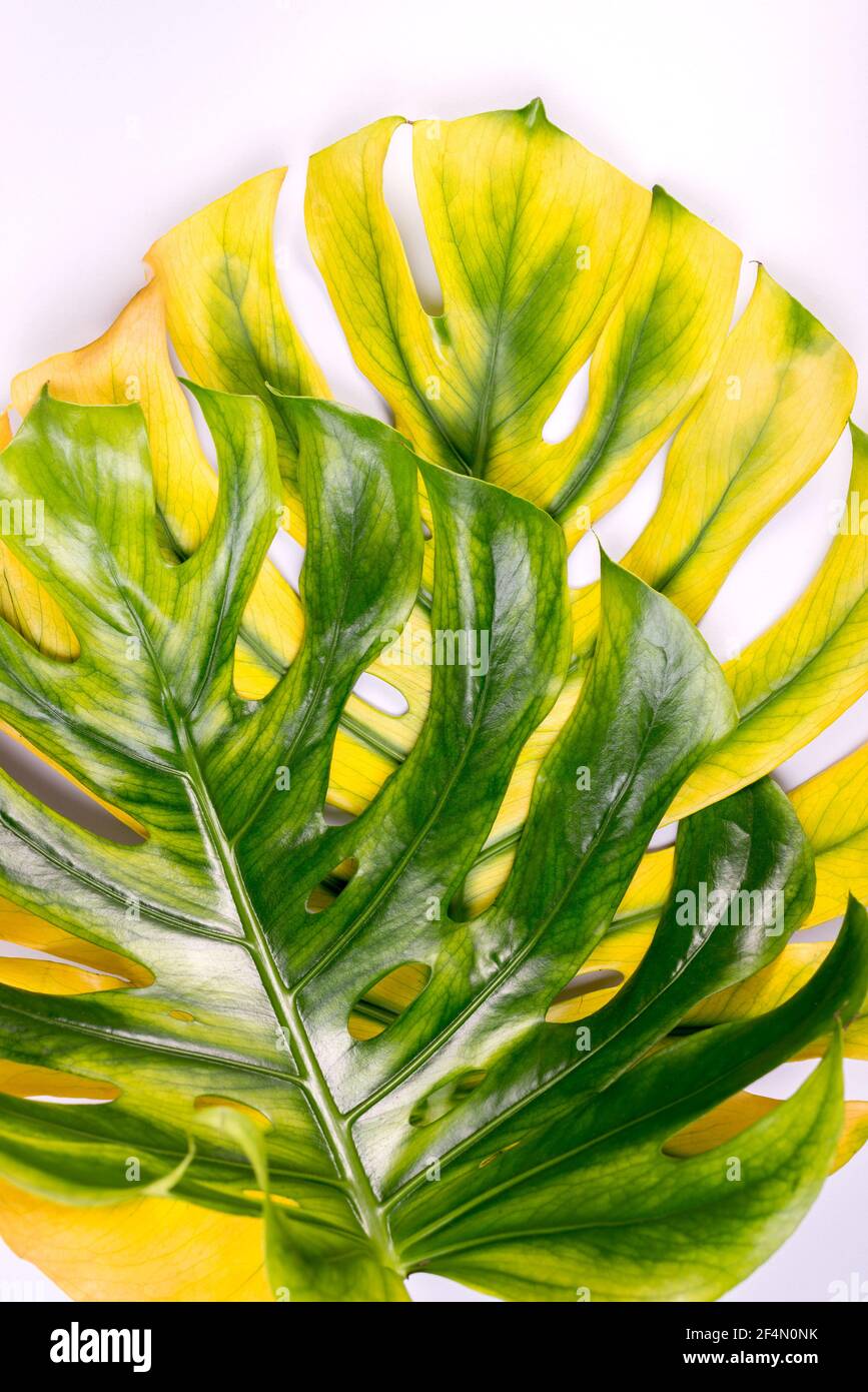 Big fresh Monstera leaf, Swiss cheese plant tropical against light gray  color background Stock Photo - Alamy