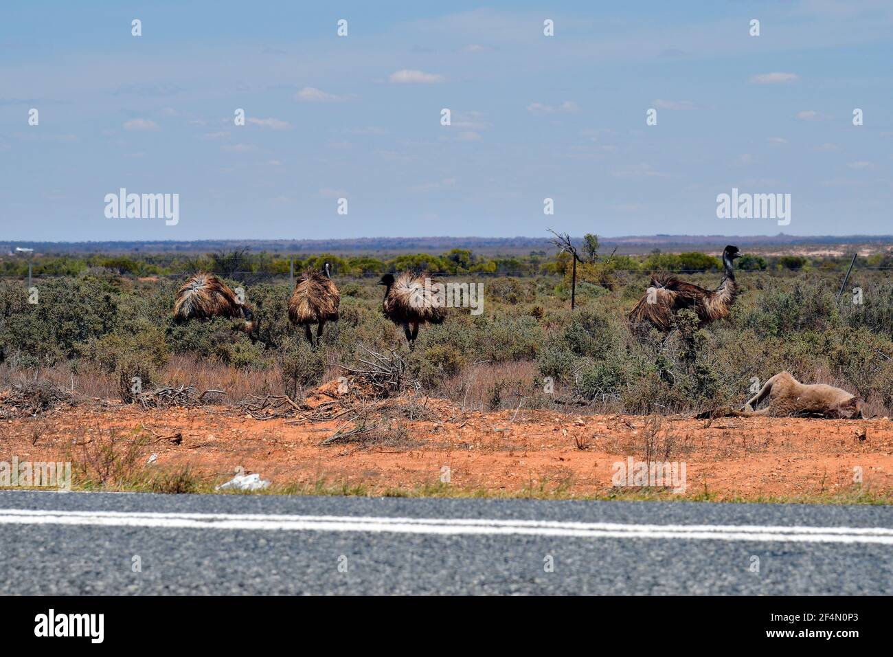Australia, group of emu birds in Australians outback and dead kangaroo on roadside Stock Photo