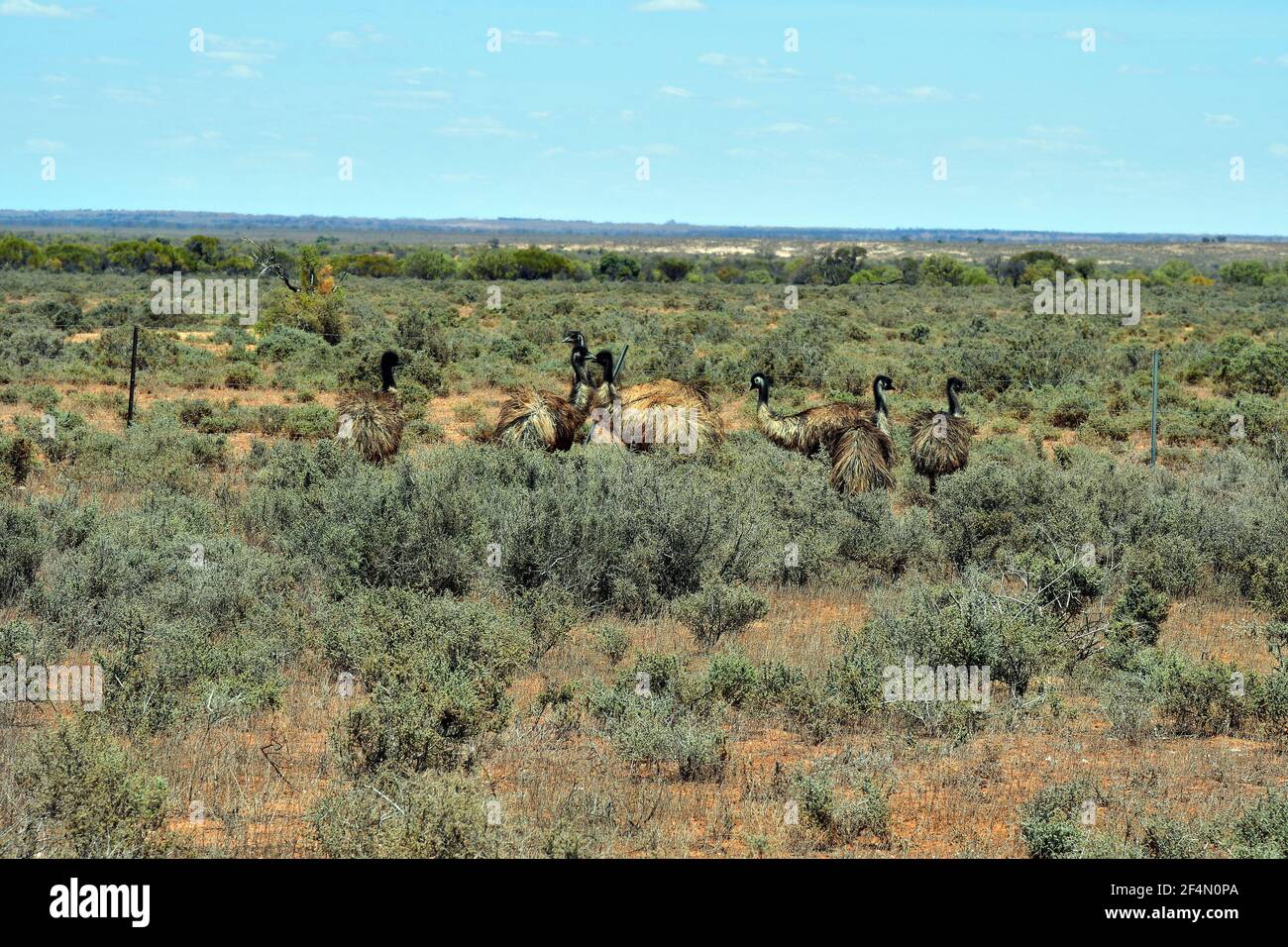 Australia, group of Emu birds in Australians outback Stock Photo
