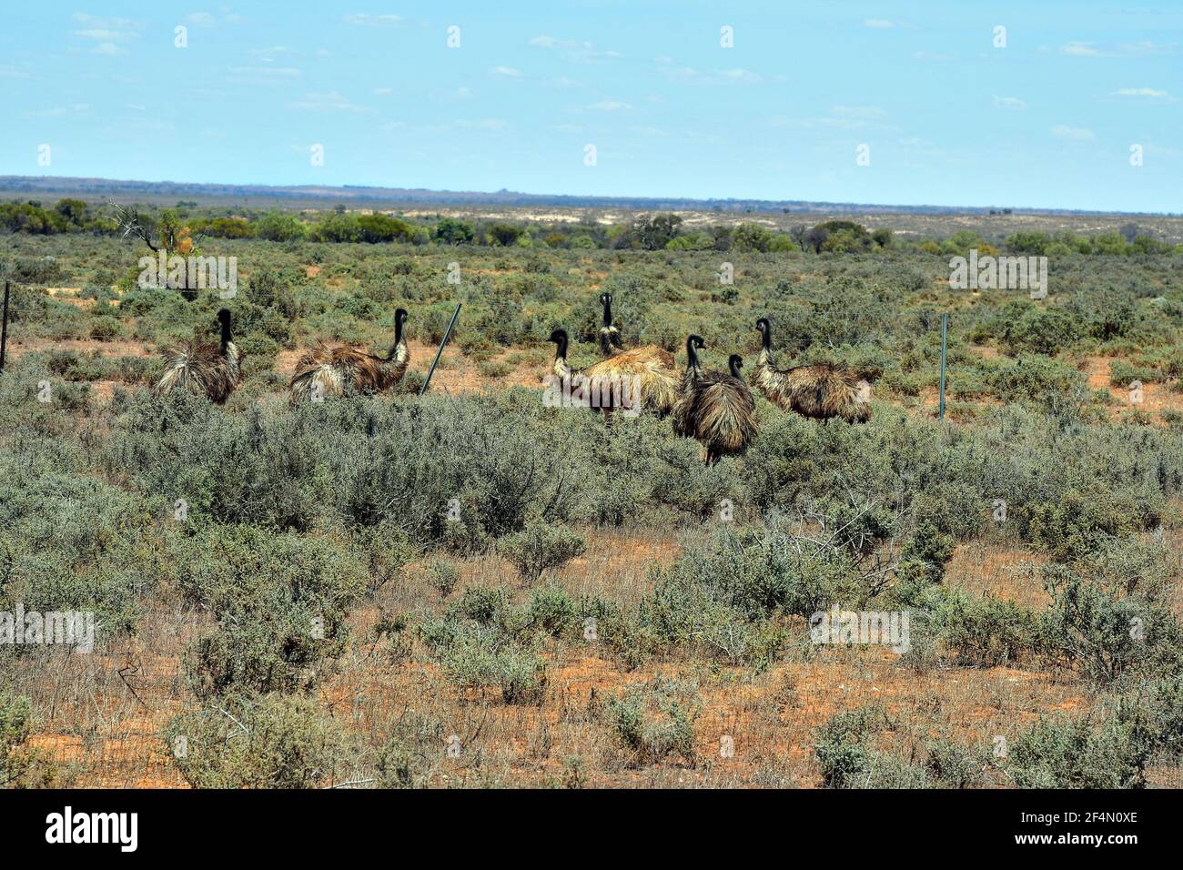 Australia, wild living Emu birds in Australians outback Stock Photo