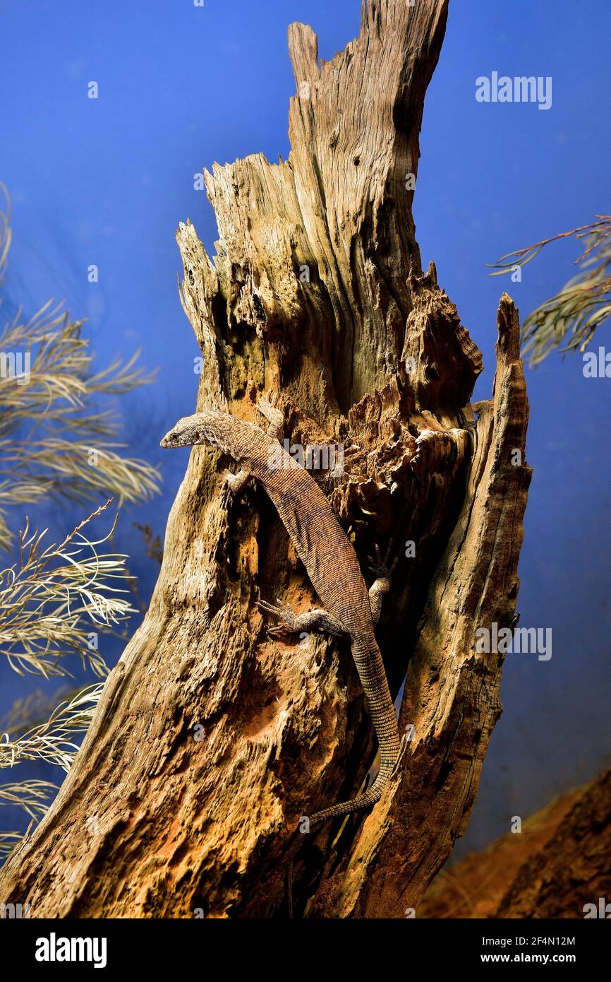 Australia, pygmy mulga monitor aka stripe-tailed goanna Stock Photo