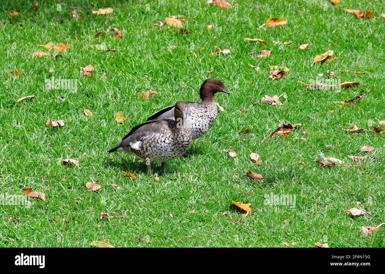 Australian wood duck aka maned duck Stock Photo Alamy