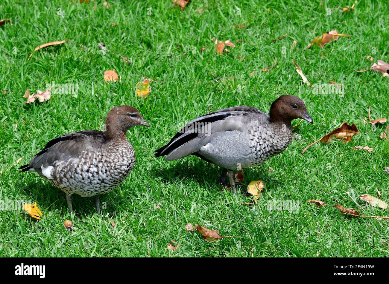 Australian wood duck aka maned duck Stock Photo Alamy