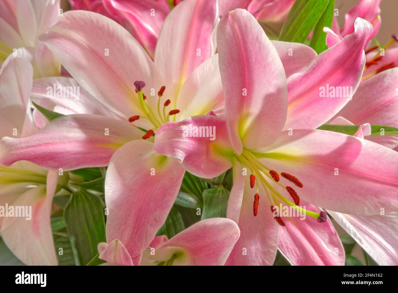 Pink Lily flowers. Stock Photo