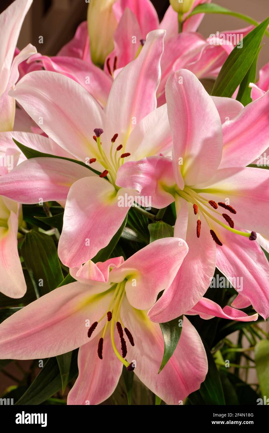 Bunch of lilys hires stock photography and images Alamy