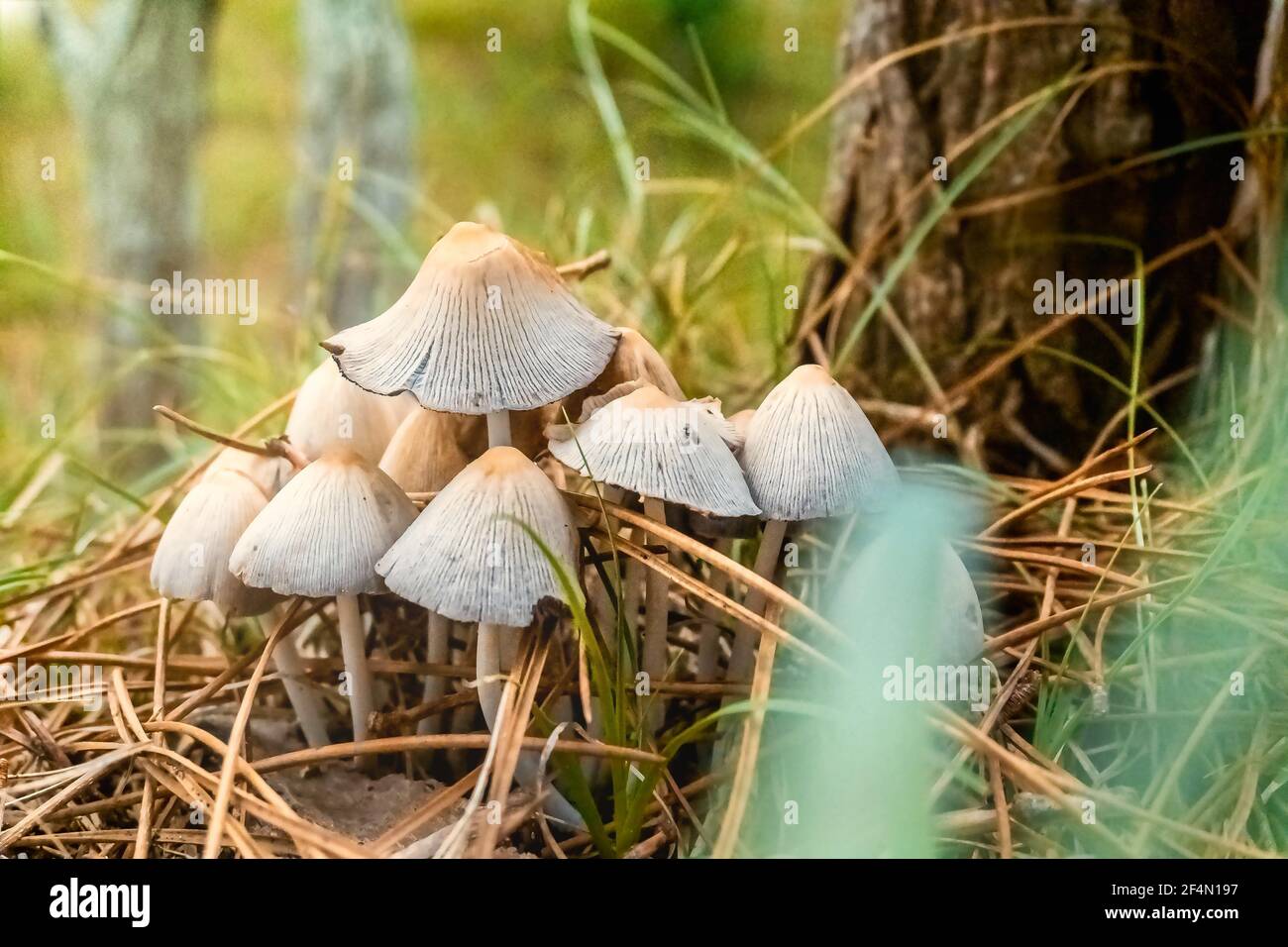 Closeup shot of cap wild mushrooms in a forest Stock Photo - Alamy