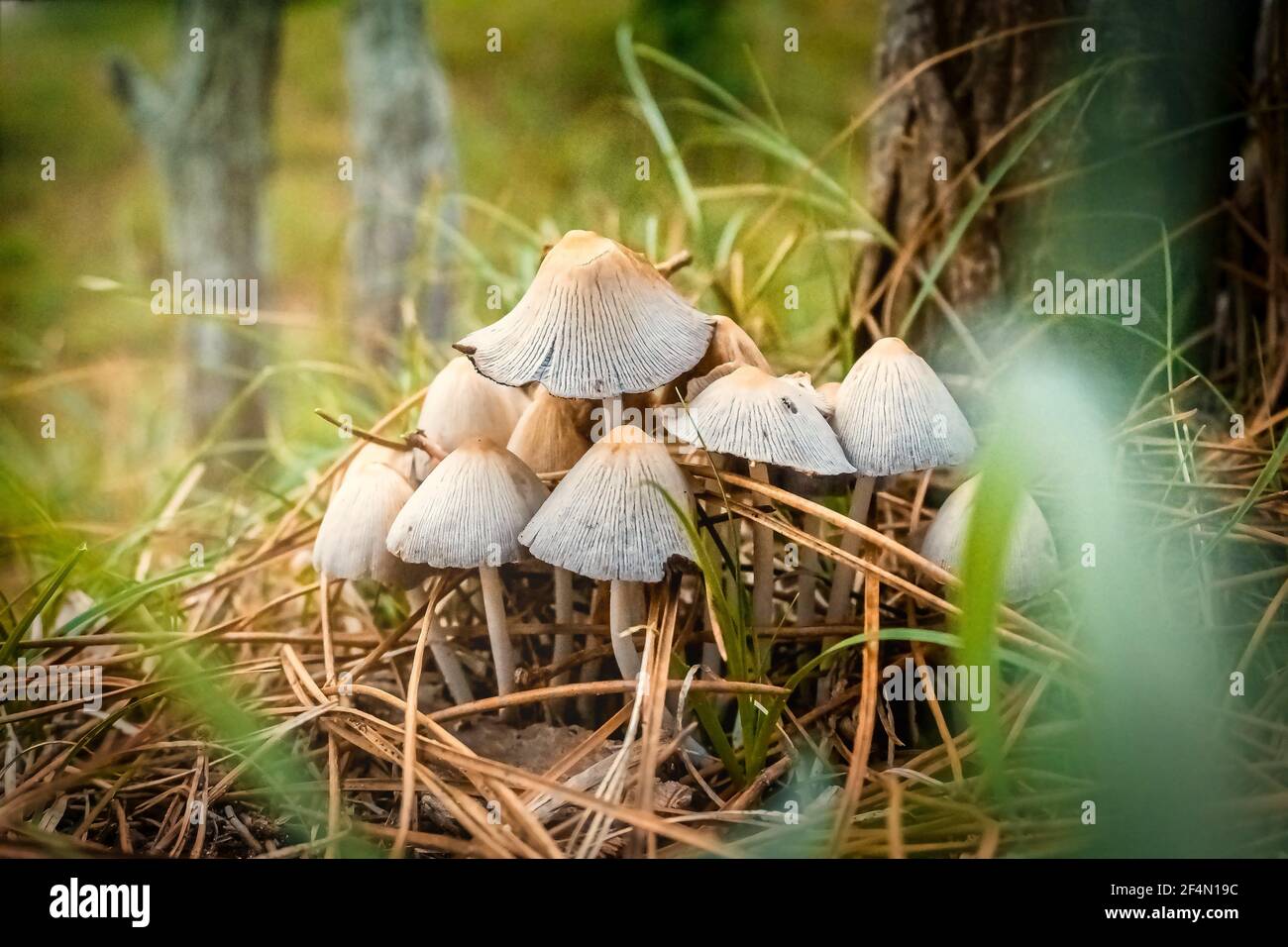 Closeup shot of cap wild mushrooms in a forest Stock Photo - Alamy