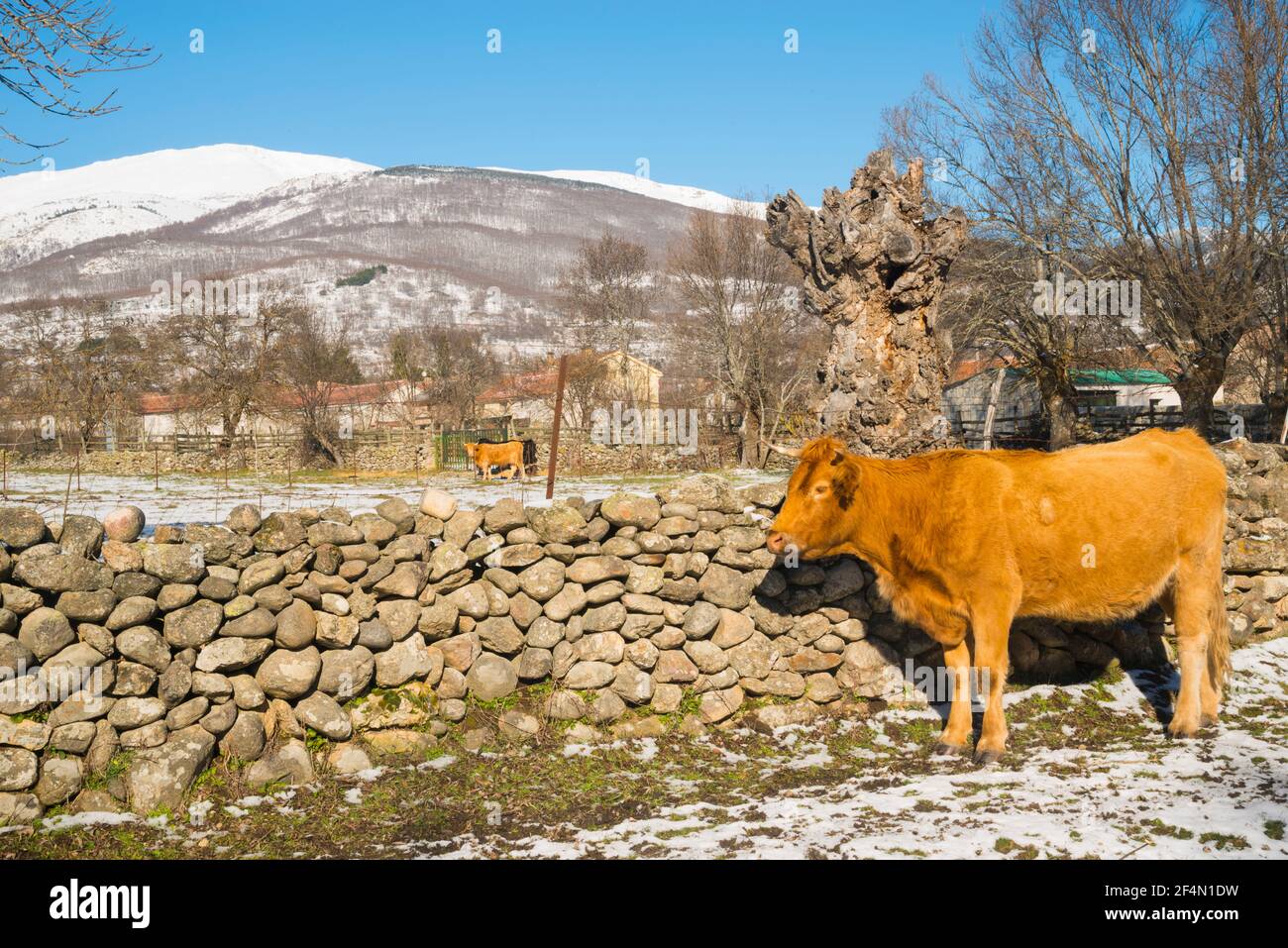 Cows. Pinilla del Valle, Madrid province, Spain. Stock Photo
