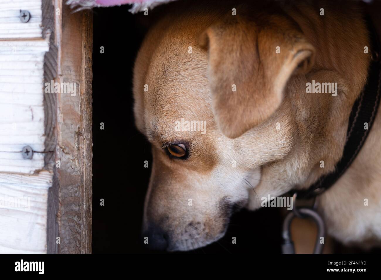 A lightcolored dog is afraid to leave his booth Stock Photo Alamy
