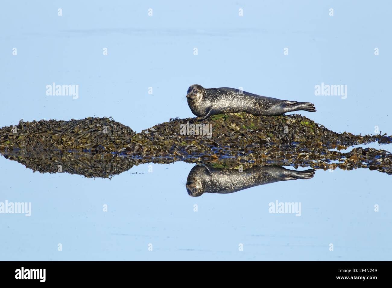Grey Seal - hauled out on small rock with reflectionHalichoerus grypus Shetland, UK MA002456 Stock Photo