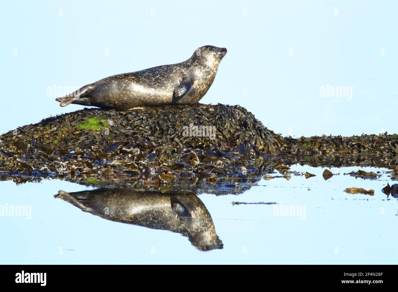 Grey Seal - hauled out on small rock with reflectionHalichoerus grypus Shetland, UK MA002460 Stock Photo