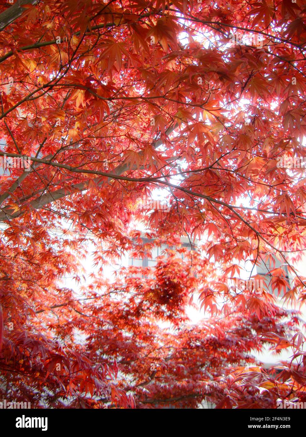 Beautiful leaves red japanese hi-res stock photography and images - Alamy