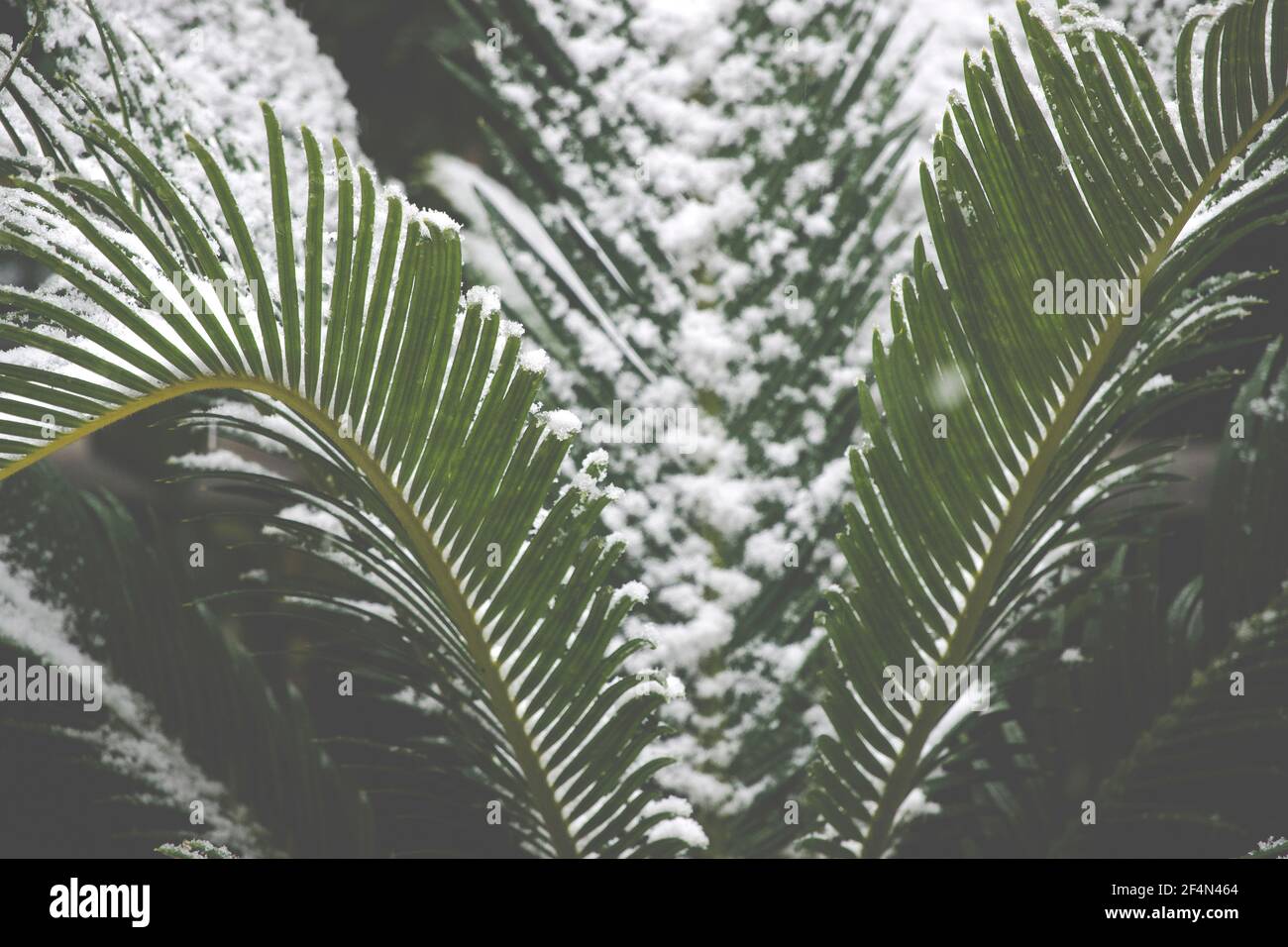 Palm tree (Chamaerops Excelsa) in the snow Stock Photo
