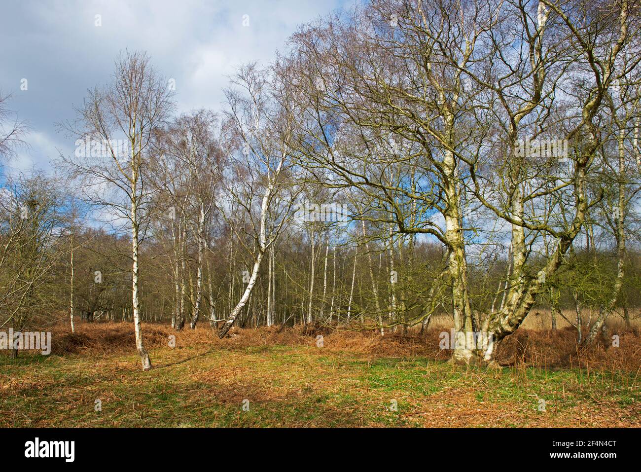 North Cliffe Wood, East Yorkshire, England UK Stock Photo Alamy