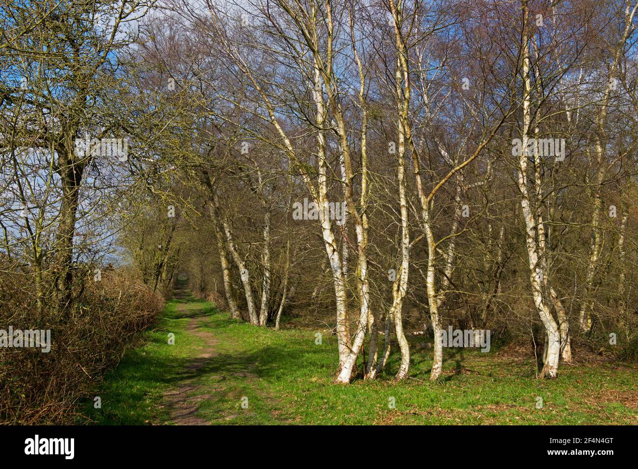 North Cliffe Wood, East Yorkshire, England UK Stock Photo Alamy