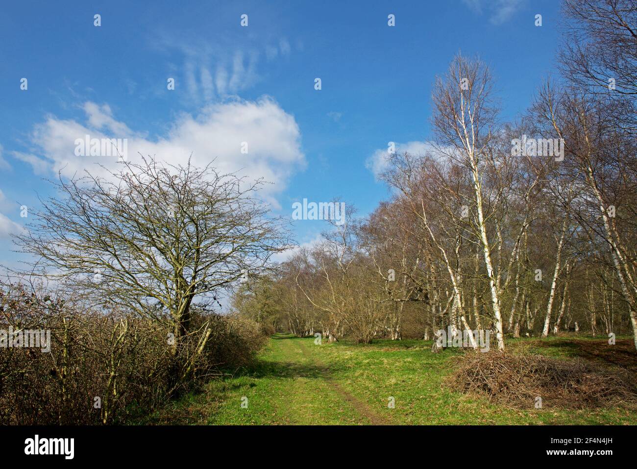 North Cliffe Wood, East Yorkshire, England UK Stock Photo Alamy