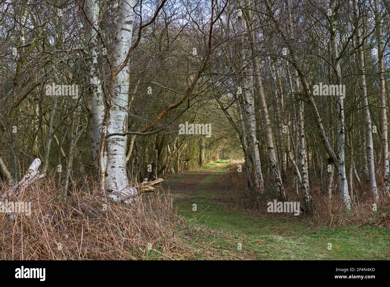 North Cliffe Wood, East Yorkshire, England UK Stock Photo Alamy