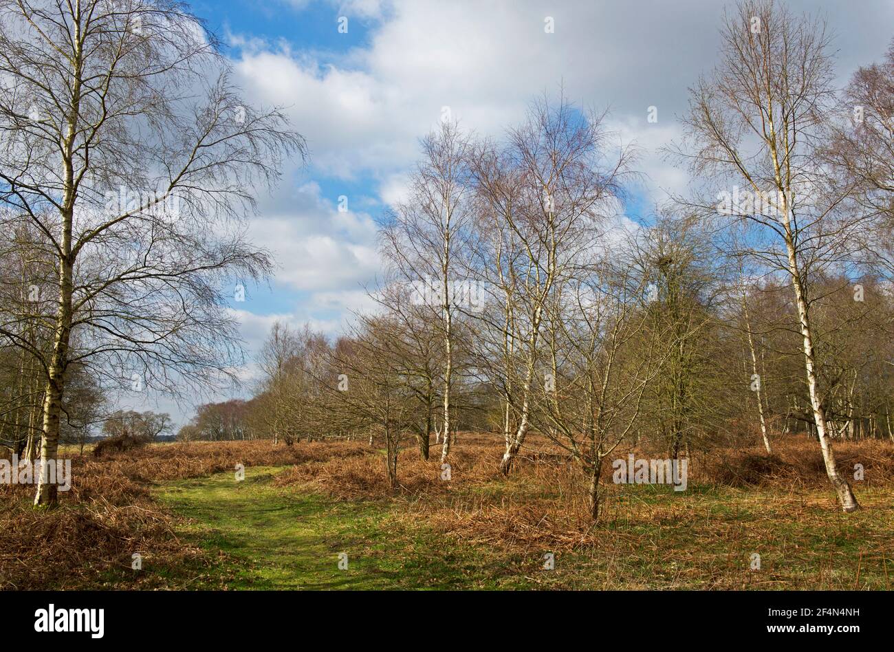 North Cliffe Wood, East Yorkshire, England UK Stock Photo Alamy